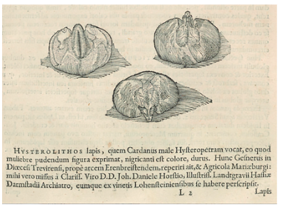Se muestra la figura del órgano femenino plasmado en un fósil