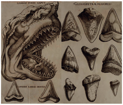 Se muestran los glossopetrae clasificados como dientes de tiburón