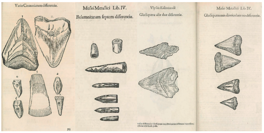 Ejemplares de glossopetrae, belemnites y ceraunia